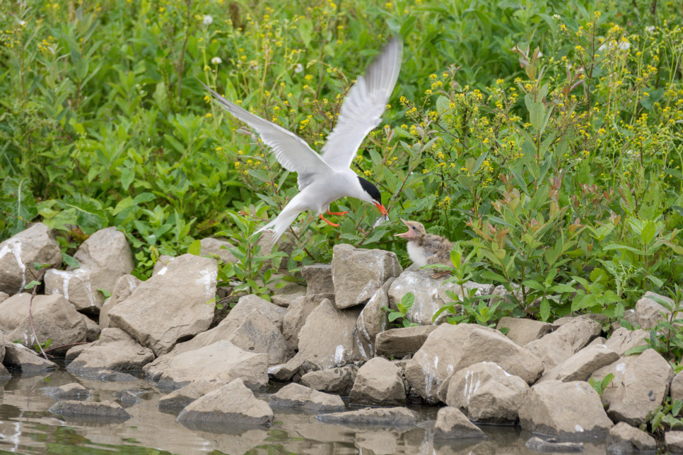 common tern feeding its young at the side of the water